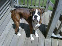 Cooper Puppy.jpg