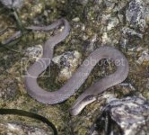 LEWatersnake_zpsa4b600a3.jpg