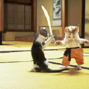 ninjacats