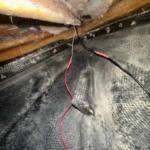 IMG_5281.jpeg