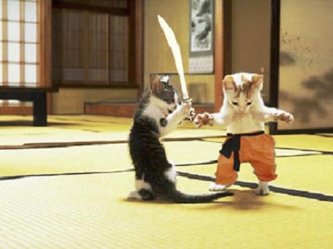 ninjacats