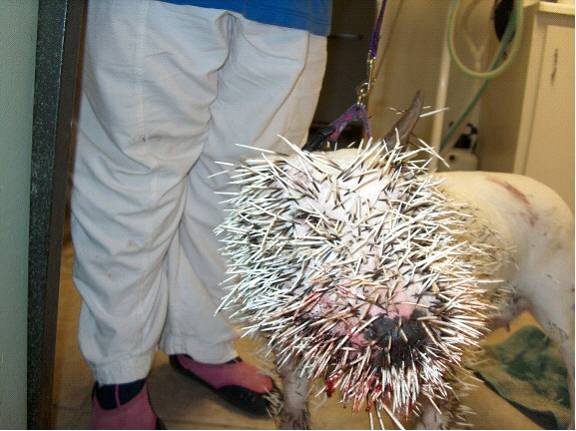 pit_vs_porcupine